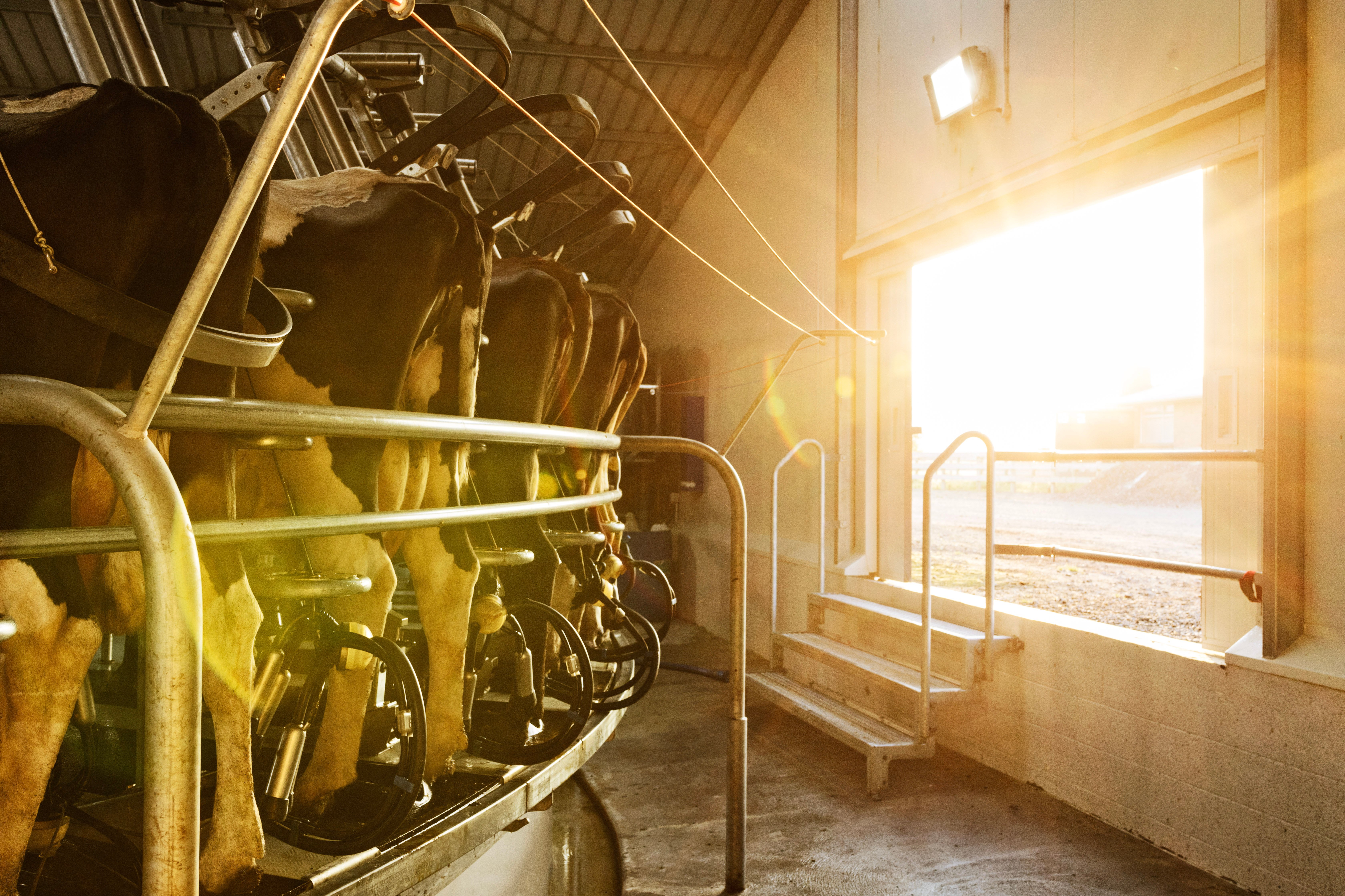 Sunrise through milking shed door